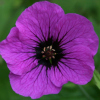 geranium patricia - abriachan nurseries